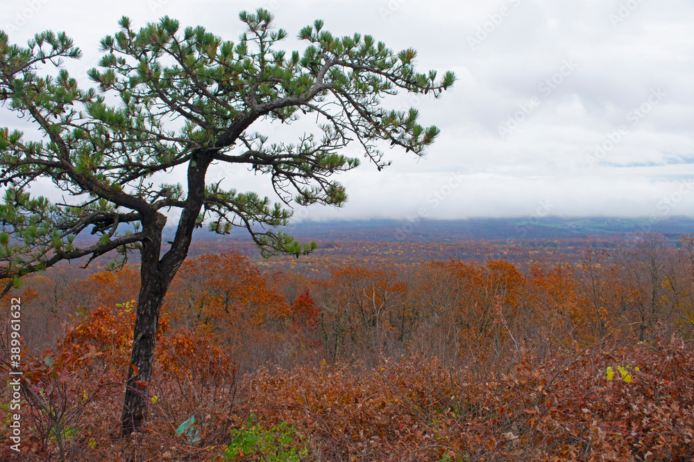 Cloudy skies, a lonely pine, and lush Autumn foliage at High Point Monument area of High Point State Park in New Jersey, USA -01