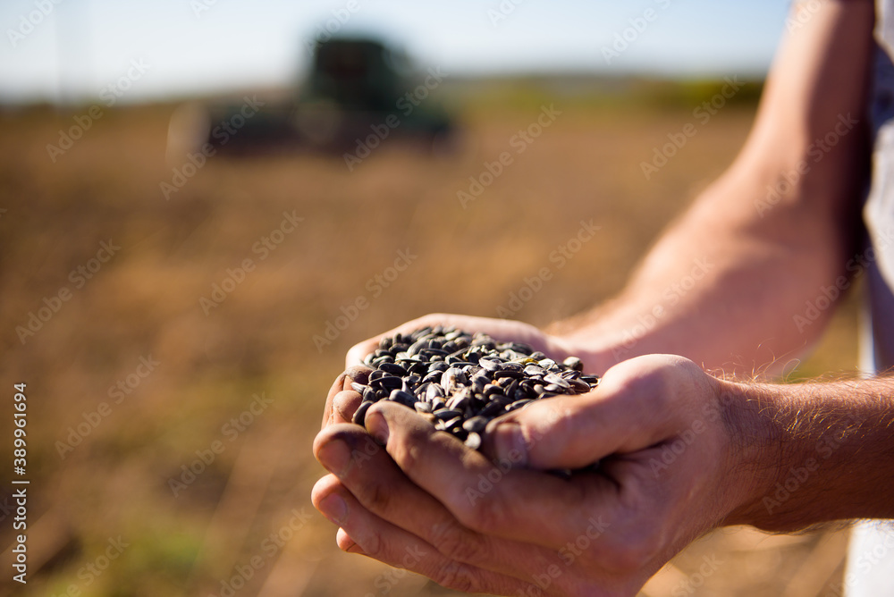Sunflower grains in the hands, harvested in the field.