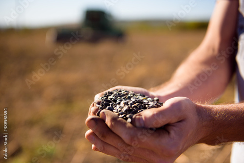 Sunflower grains in the hands, harvested in the field. © nagaets