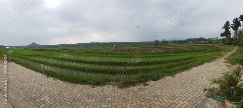Rice field 180° view