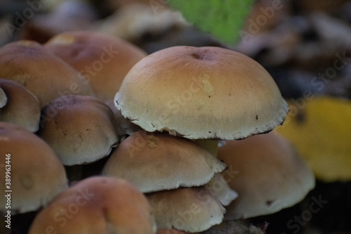 Stacked mushrooms