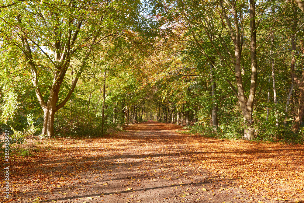 Fototapeta premium Ein breiter Waldweg im Herbst, bedeckt mit Laub.
