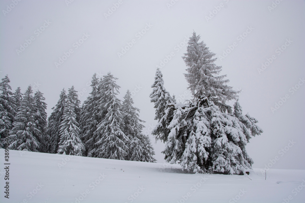 Naklejka premium snow-covered fir trees in the distance on a hillock