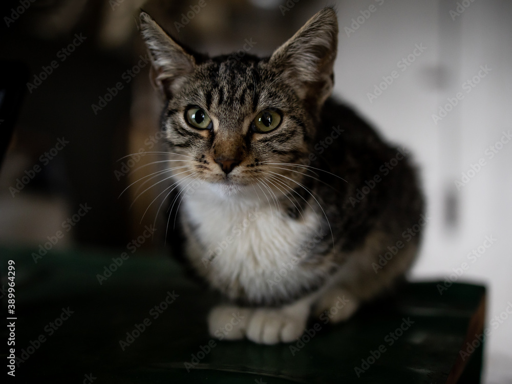 Portrait of a beautiful young domestic cat