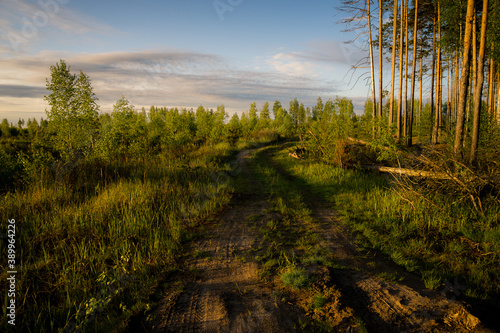 forest in autumn