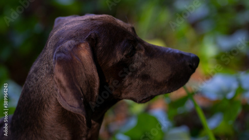 perro Dachshund salchicha negro 