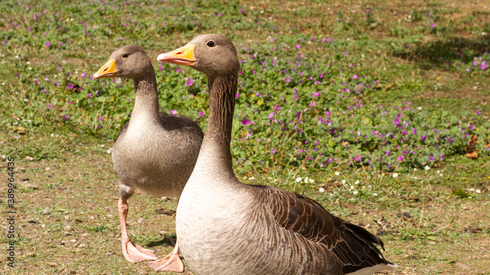 A pair of greylag geese on a meadow A pair of greylag geese on a meadow