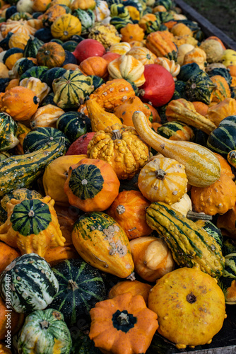 a lot of small colorful pumpkins