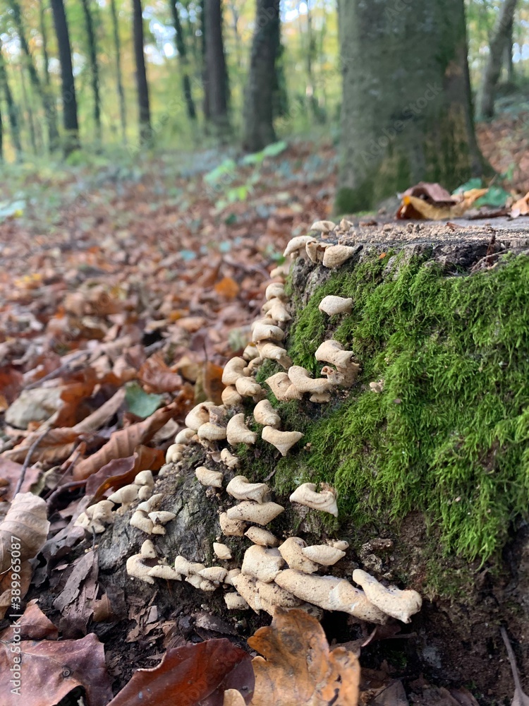 Obraz premium autumn in the forest