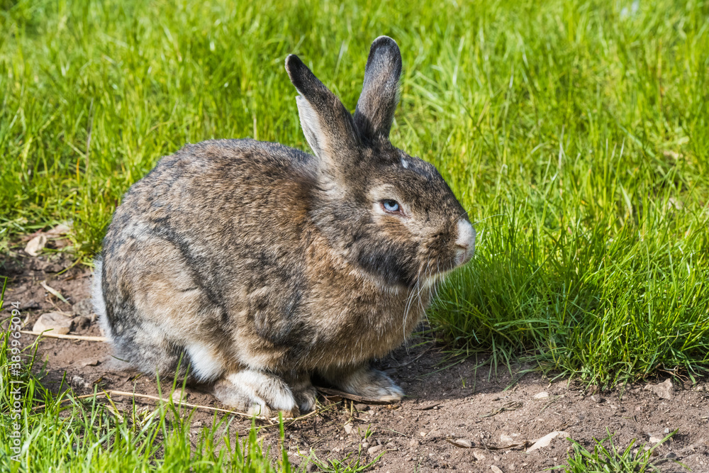 Fototapeta premium Gray bunny rabbit hare sitting on green grass.