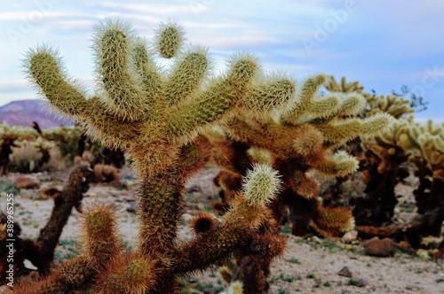 Cactus garden