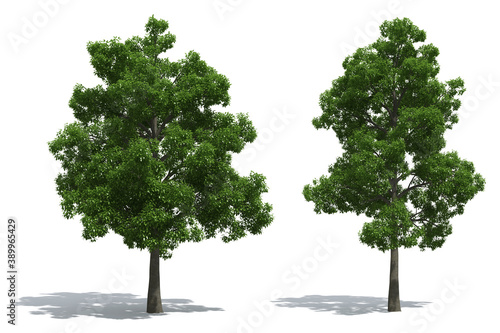 Papier peint Beech trees isolated on white background