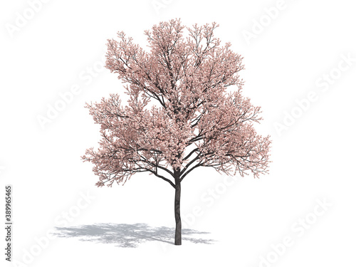 Sakura tree isolated on white background