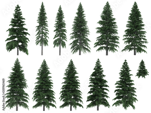 Fir trees isolated on white background