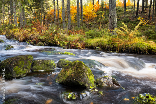 golden river in the forest, beautiful autumn colors in mountains, yellow trees in evening light, water stream with big stones, bohemian forest