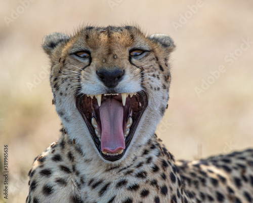 Cheetah smile