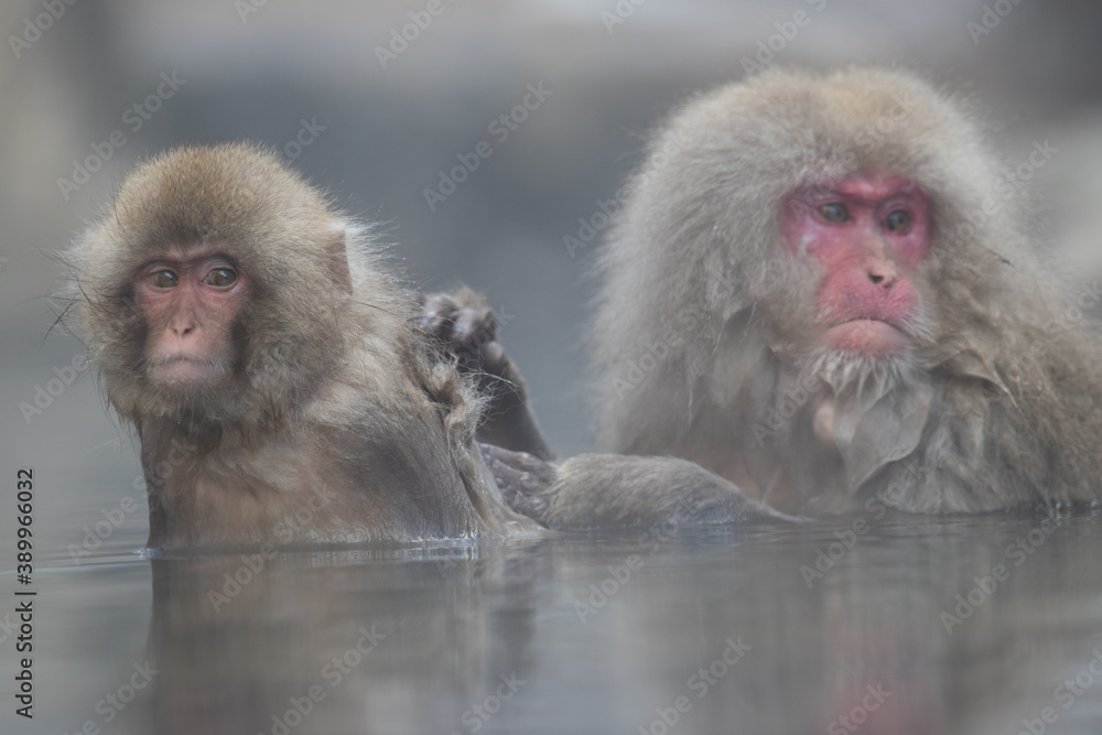Snow Monkey bath Snow Monkey bath