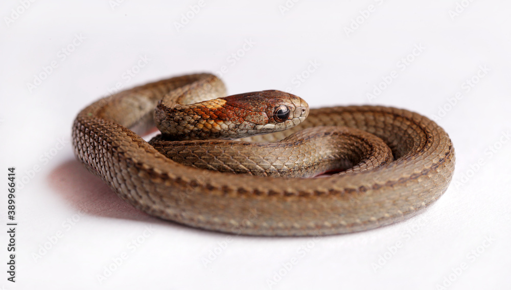 Northern red-belly snake. Northern red-belly snake.