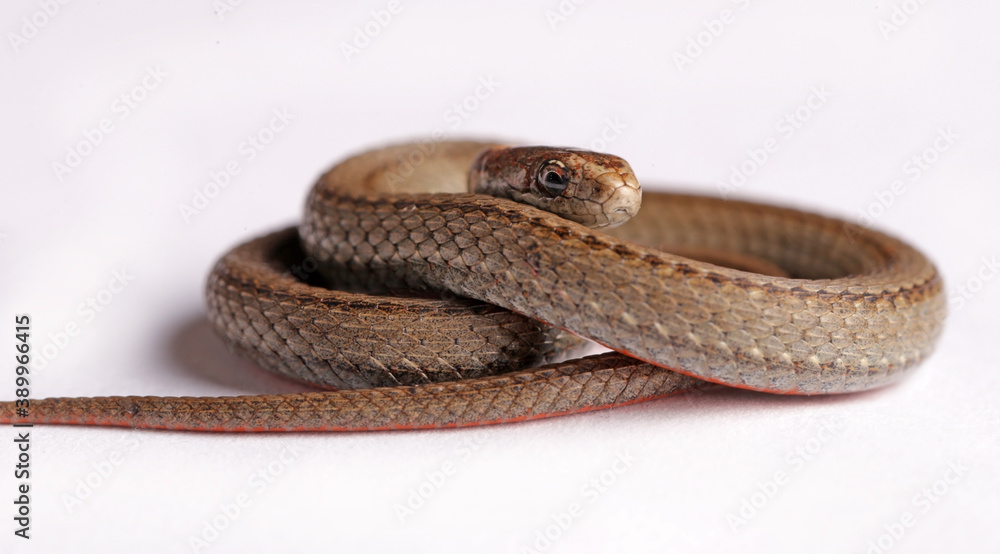 Northern red-belly snake. Northern red-belly snake.