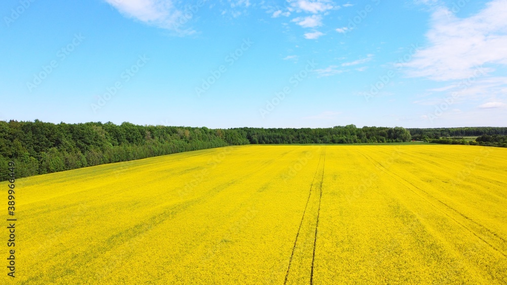 Aerial View of blooming rapeseed field. Yellow field of flowering rape. Green energy plant. Summer background with bright agriculture field