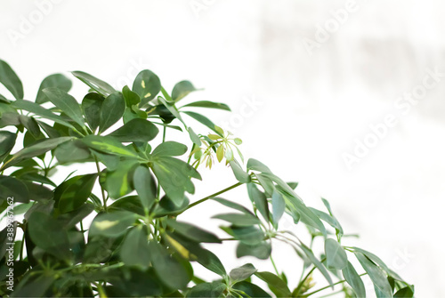 Pot with a home plant on the background of an untreated wall. Home or room decorations.