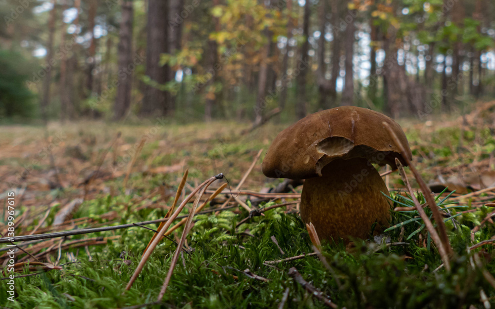 wild mushroom in the forest on an autumn afternoon wild mushroom in the forest on an autumn afternoon