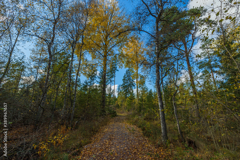 Amazing beauty on road in autumn forest on blue sky with white clouds. Beautiful autumn nature backgrounds. Amazing beauty on road in autumn forest on blue sky with white clouds. Beautiful autumn nature backgrounds.