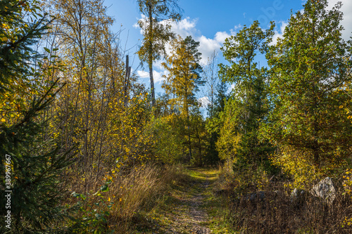 Beautiful view of autumn yellowed forest trees on blue sky background.