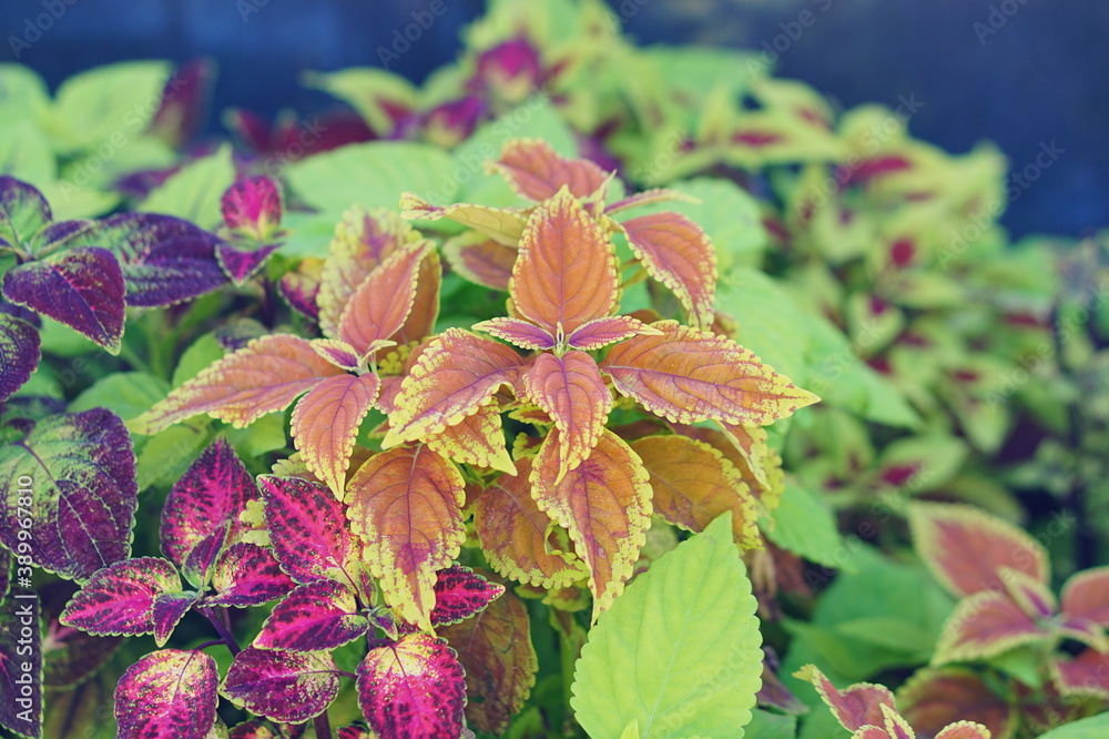 Beautiful colorful Coleus leaf in a graden Beautiful colorful Coleus leaf in a graden