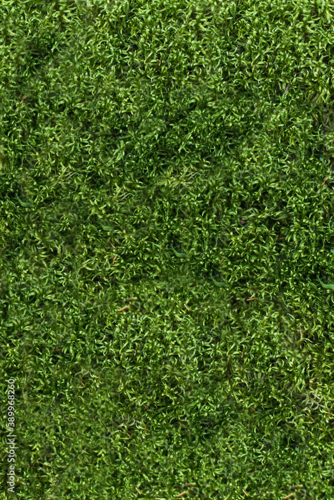 green grass background green grass background