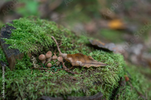 snail on the moss