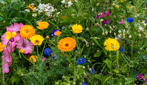 Blumen03112020a