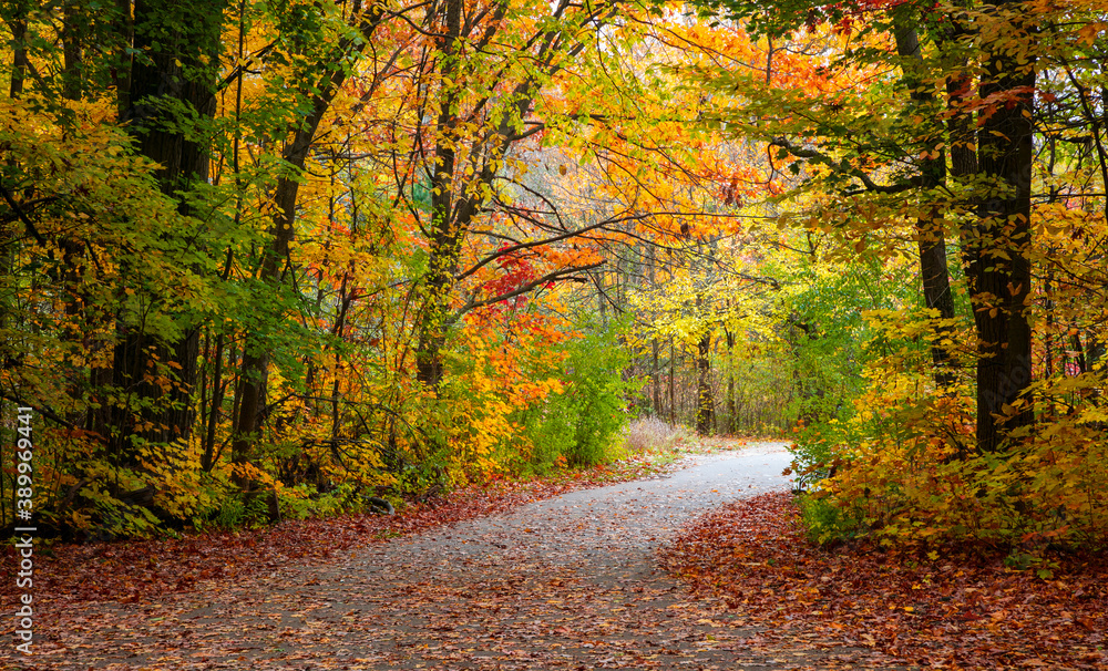 Colorful autumn trees at its peak by the biking trail in Michigan