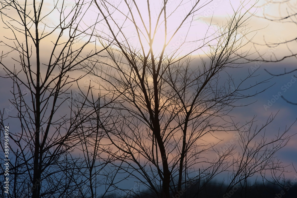Trees in winter time against colorful sky background Trees in winter time against colorful sky background