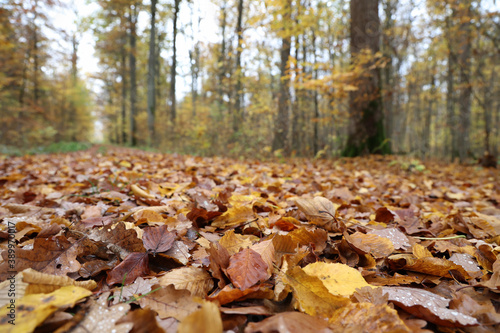 Fallen leaves from a tree in the forest in autumn