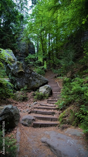 wanderweg im wald