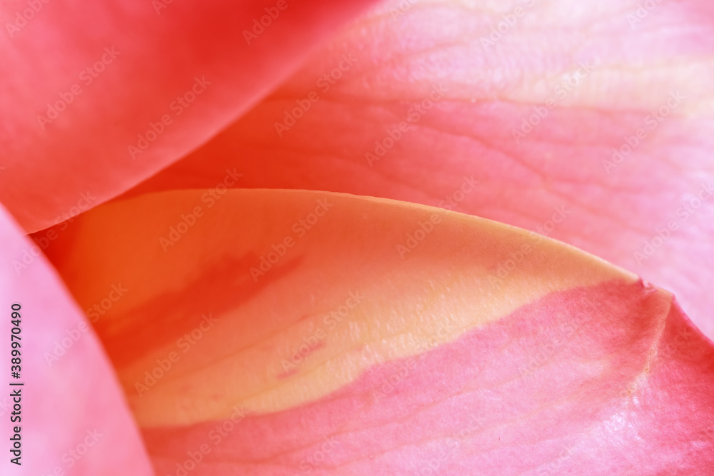 Close up shot of rose flower petals