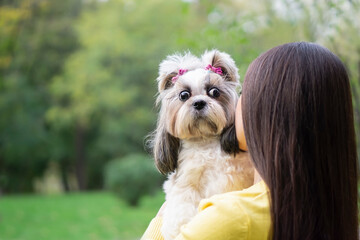 Fanny shih-tzu dog with woman