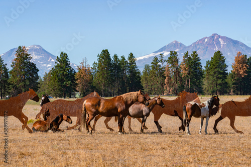 Horses resting in meadow © James S. Cowan