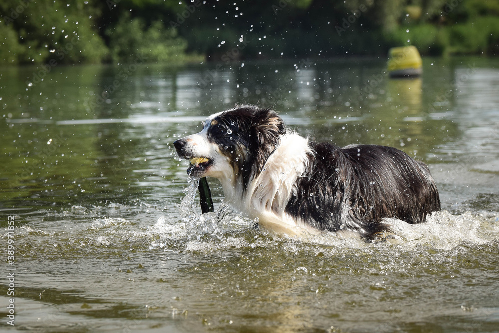 border collie dog is standing in the water. She is really good swimmer. She is waiting for her toy. border collie dog is standing in the water. She is really good swimmer. She is waiting for her toy.