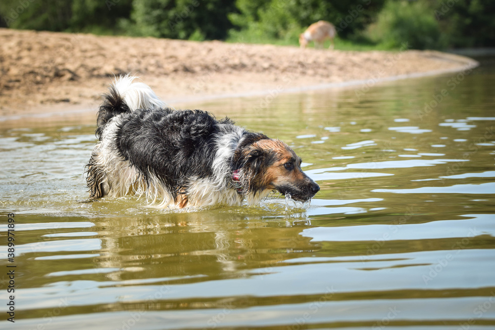 Bohemian Spotted Dog is catching the water. She is really good swimmer. She is waiting for her toy. Bohemian Spotted Dog is catching the water. She is really good swimmer. She is waiting for her toy.