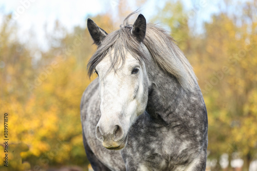 Apfelschimmel im Herbst