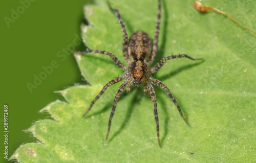 Extreme close up shot of Hobo Spider on a leaf