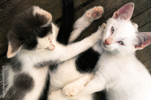 Cute white-black fluffy kittens lying together on the wooden boards outdoors. White kitten is looking at the camera.