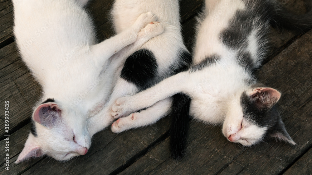 Cute white-black fluffy kittens sleeping together on the wooden boards outdoors Cute white-black fluffy kittens sleeping together on the wooden boards outdoors