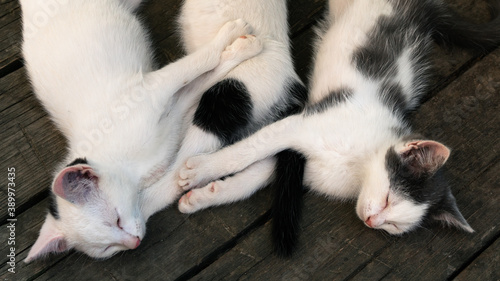 Cute white-black fluffy kittens sleeping together on the wooden boards outdoors © Georgy Dzyura