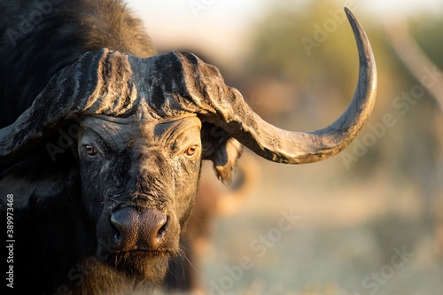 buffalo big head with huge horns photo
