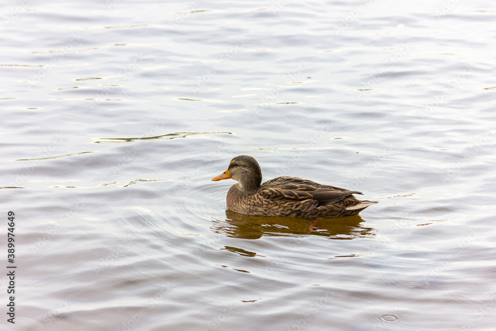 Wild ducks - Mallard duck swim in the reservoir in autumn. Wild ducks - Mallard duck swim in the reservoir in autumn.