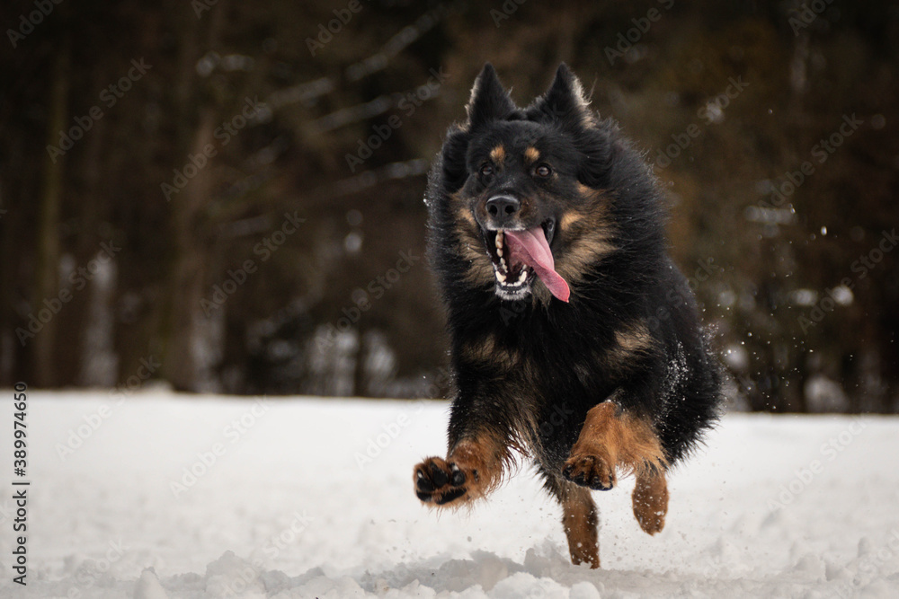 Naklejka premium Bohemian Shepherd Dog is running in snow. he is so happy outside. Dogs in snow is nice view