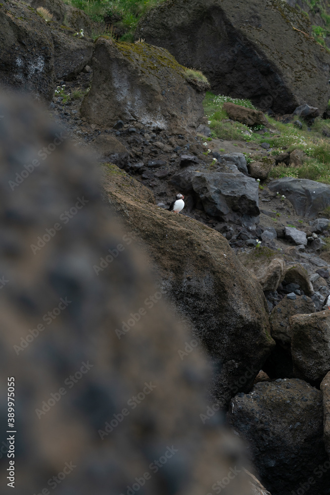 Icelandic nature, Landscape in Summer Icelandic nature, Landscape in Summer